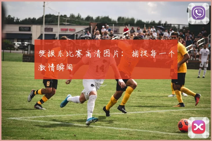 樊振东比赛高清图片：捕捉每一个激情瞬间